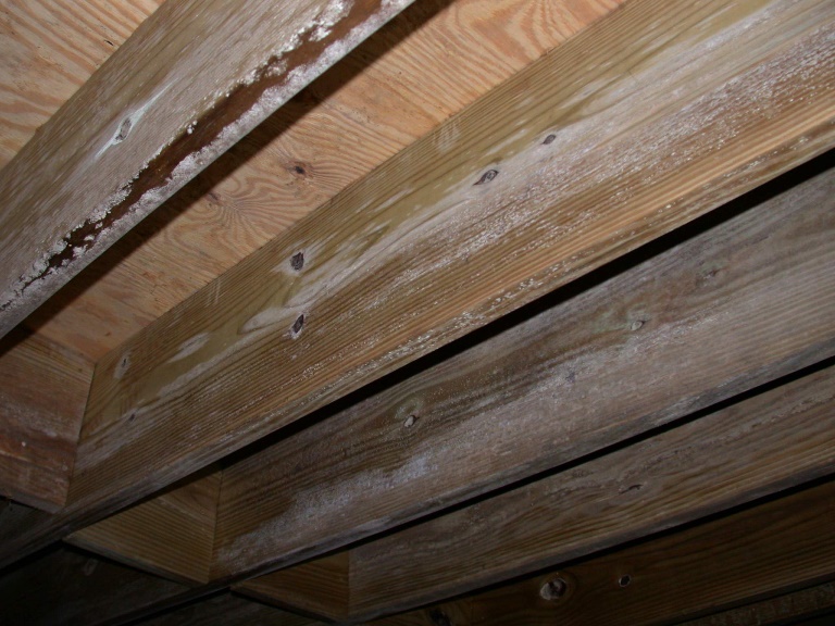 C:\Users\Owner\Desktop\May's Ways April\Mold on PT c-s joist, 2 yrs old 3078.JPG